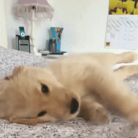 인절미들.gif | 인스티즈