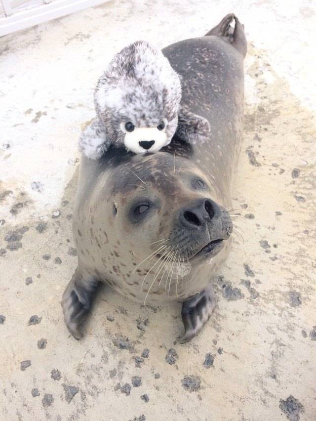 동생이 생겨서 즐거운 바다표범ㅋㅋㅋㅋㅋ.jpg | 인스티즈
