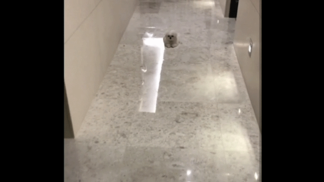 슈퍼주니어 이특이 키우는 반려견 심쿵이.jpg | 인스티즈