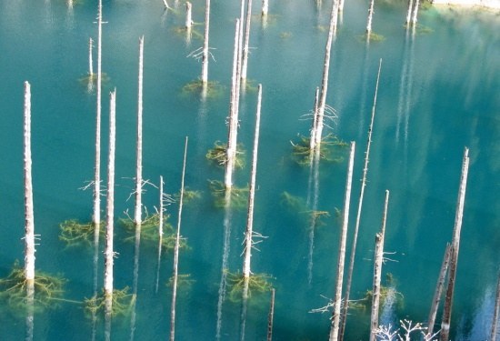 카인디 호수의 수중 숲 | 인스티즈