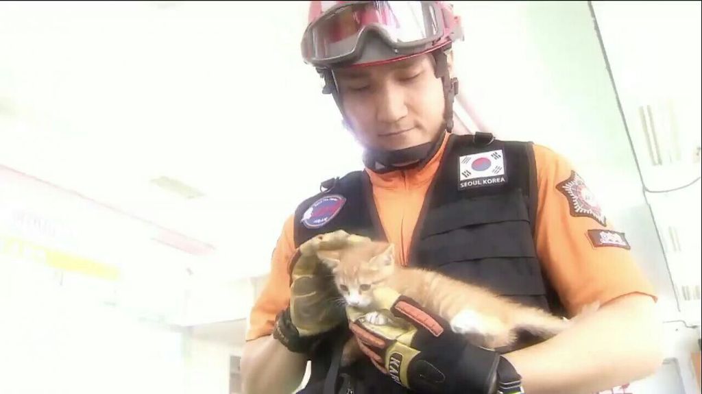 새끼 고양이 구출 작전.jpgif | 인스티즈