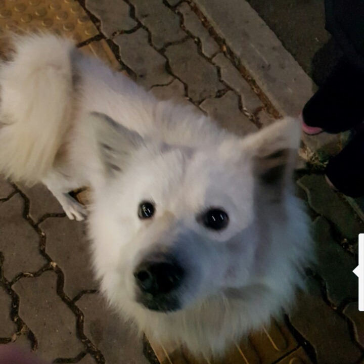 순하고 사람 잘 따르는 스피츠야.. 이젠 입양밖에 방법이 없어 이 애기 좀 제발 도와줘 (대구경북) | 인스티즈