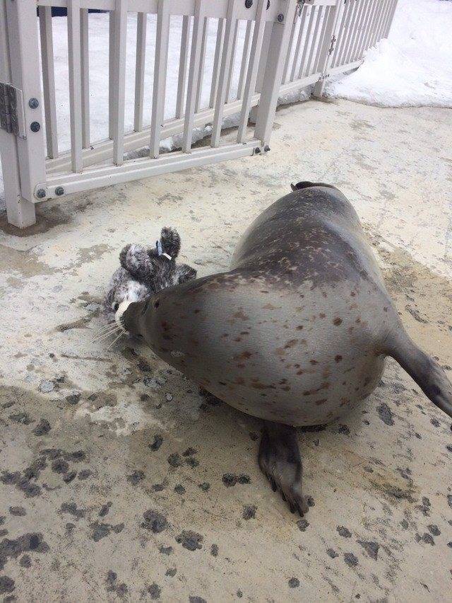 동생이 생겨서 즐거운 바다표범ㅋㅋㅋㅋㅋ.jpg | 인스티즈