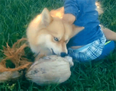 엄마는 허스킨데 아빠는 포메라이언 | 인스티즈