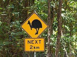 세계에서 가장 위험한 새 | 인스티즈