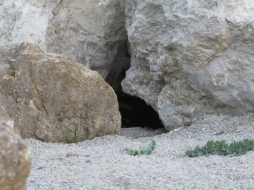  못생겼지만 귀여워! 티벳의 귀요미 마눌(Manul)고양이! | 인스티즈
