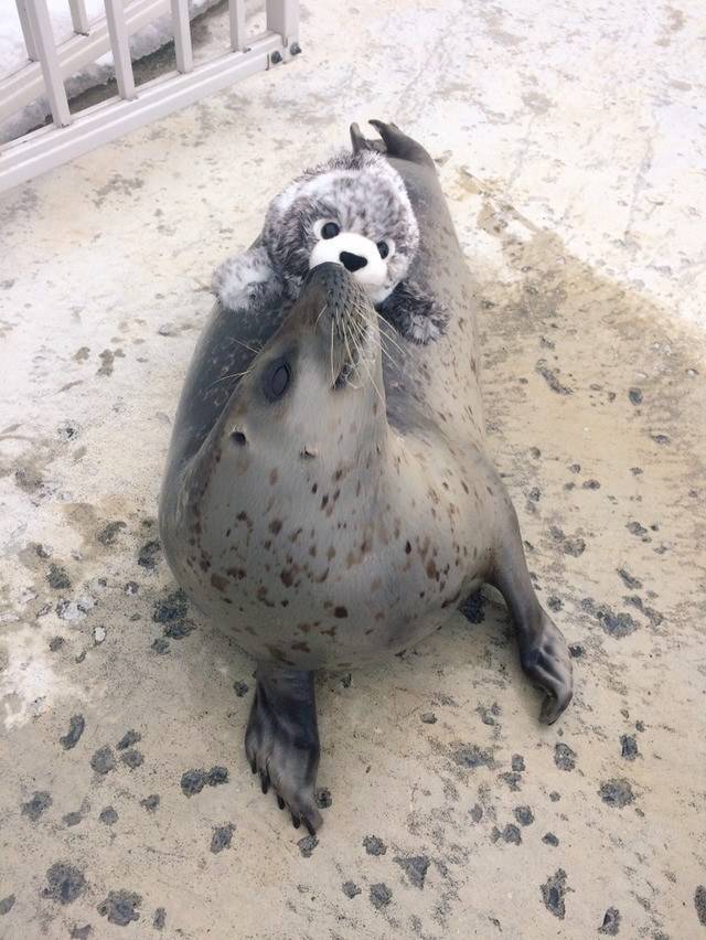 동생이 생겨서 즐거운 바다표범ㅋㅋㅋㅋㅋ.jpg | 인스티즈