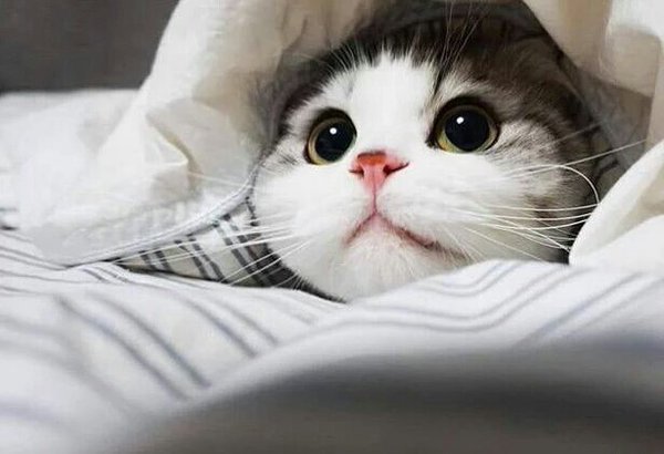 둘 중 더 본인취향인 고양이는??????.jpg | 인스티즈