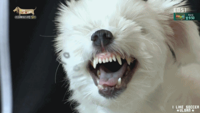 [세나개] 반려견을 업체에서 강제 교배를 하면 안되는 이유.jpgif | 인스티즈