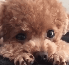 갸우뚱거리는 초코칩쿠키.gif | 인스티즈