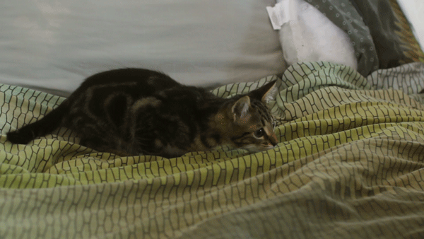 고양이...공격 전 자세..gif | 인스티즈