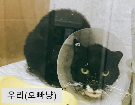 [사진주의] 청소년 남매 고양이가 처참한 몰골이 되어 구조됐어.. | 인스티즈