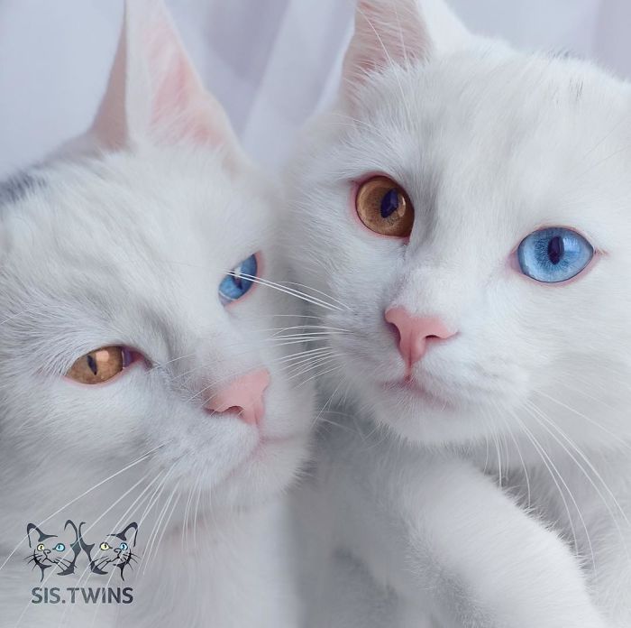 쌍둥이 오드아이 고양이 | 인스티즈