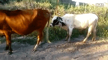 남자가 키가 커야하는 이유.gif | 인스티즈