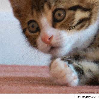 새벽에는 고양이.gif | 인스티즈