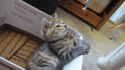새벽에는 고양이.gif | 인스티즈