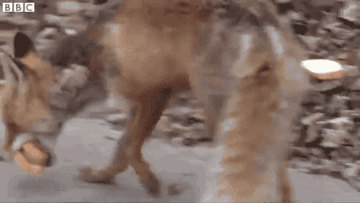 여우가 식빵을 먹는 방법 | 인스티즈