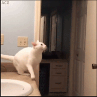 고양이의 어마어마한 점프력 | 인스티즈