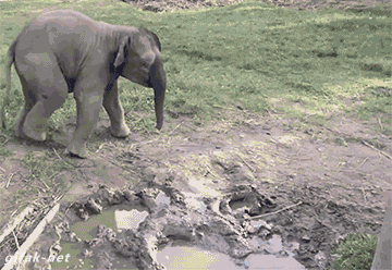 다른 동물을 처음 본 아기코끼리 반응 ㅋㅋㅋㅋㅋㅋ.gif | 인스티즈