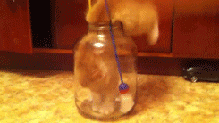 고양이 액체설.jpg | 인스티즈