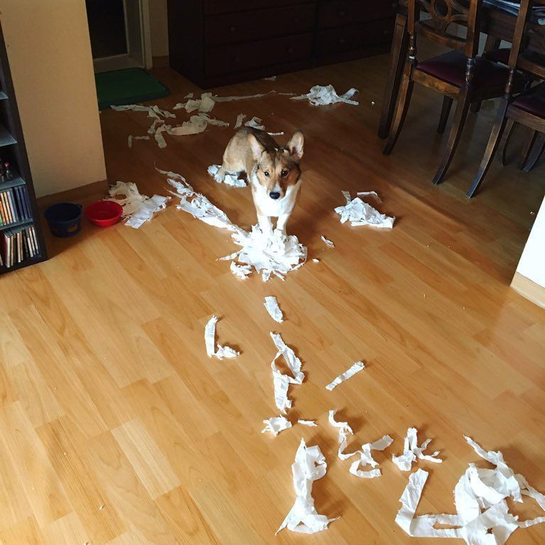 트위치 스트리머 우왁굳이 기르는 강아지 | 인스티즈