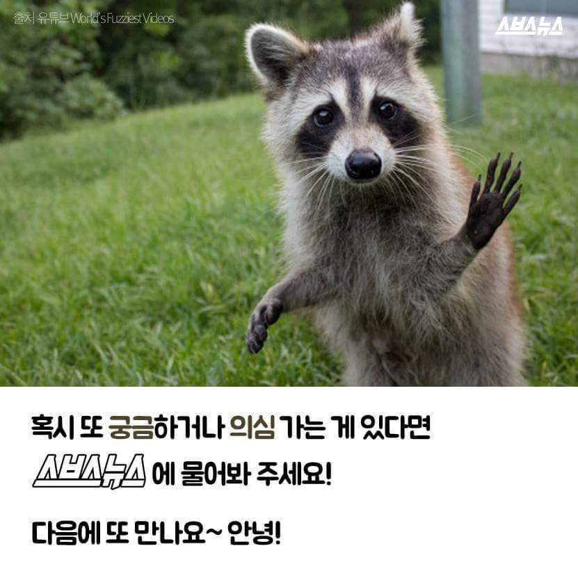 라쿤이 먹이를 물에 씻는 진짜 이유 | 인스티즈