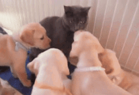 새벽에는 고양이.gif | 인스티즈
