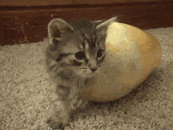 고양이 액체설.jpg | 인스티즈