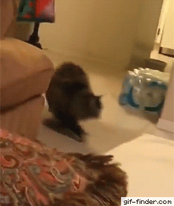 윈드밀 고양이 | 인스티즈