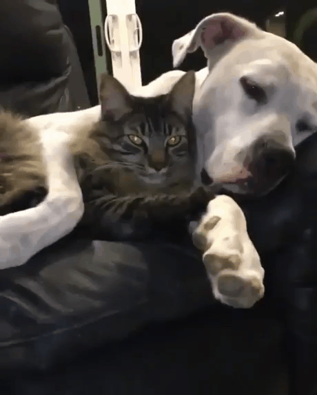 새벽에는 고양이.gif | 인스티즈