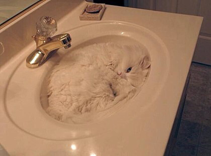 고양이 액체설.jpg | 인스티즈