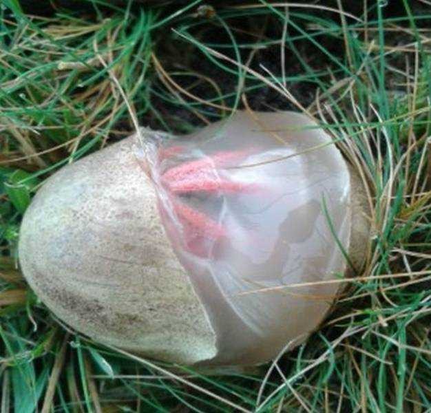 악마의 손가락이라 불리는 버섯 (혐오주의) | 인스티즈