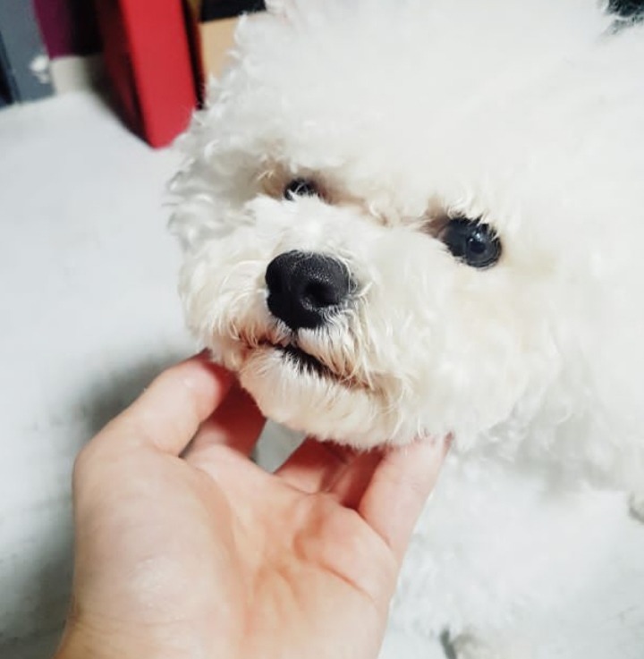 토니안&김재덕이 키우는 강아지 알렉산덕(비숑) | 인스티즈