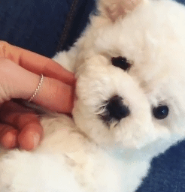 토니안&김재덕이 키우는 강아지 알렉산덕(비숑) | 인스티즈