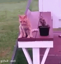 새벽에는 고양이.gif | 인스티즈