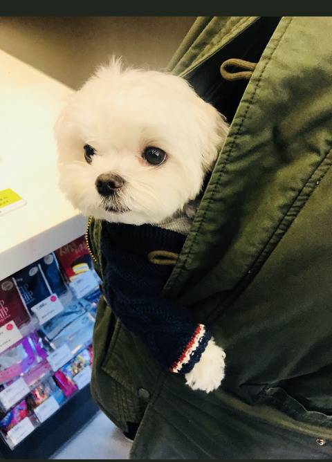 패딩 속 댕댕이 | 인스티즈