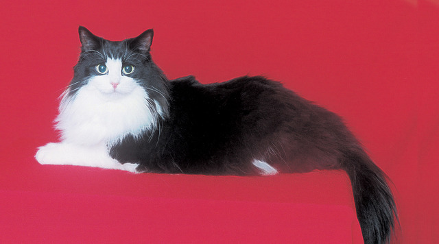 먹잇감이 없자 고양이를 노린 여우 | 인스티즈