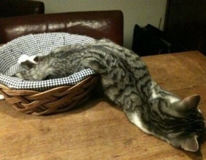 고양이 액체설.jpg | 인스티즈