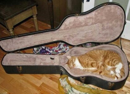 고양이 액체설.jpg | 인스티즈