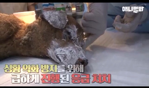 누가 고의로 불 질러 화상 입은 강아지 | 인스티즈