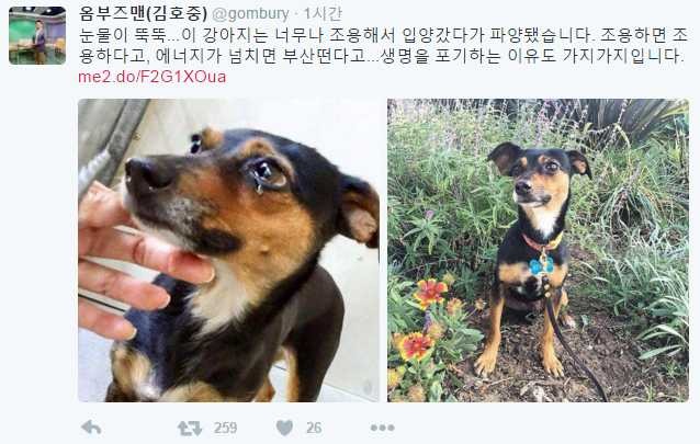 강아지가 파양된 이유.. | 인스티즈