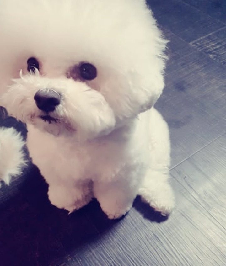 토니안&김재덕이 키우는 강아지 알렉산덕(비숑) | 인스티즈