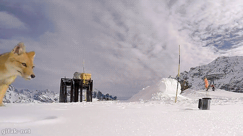 요망한 여우.gif | 인스티즈