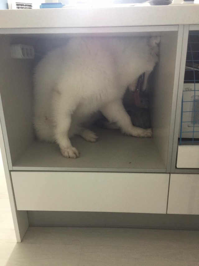 강아지가 고양이를 너무 핥아요.jog | 인스티즈