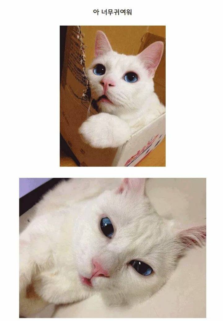 고양이가 잠드는 과정.JPG | 인스티즈