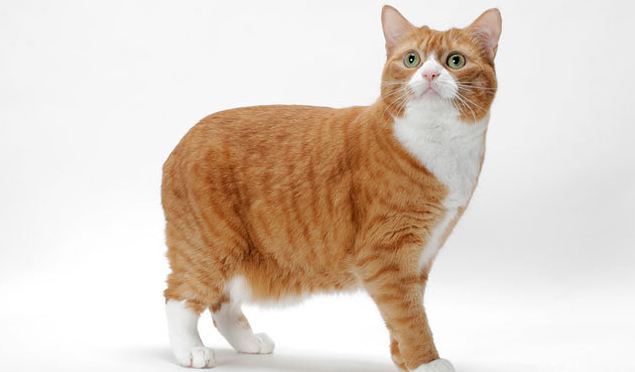 꼬리 없는 고양이라고 들어봤니?! 맹크스 고양이에 대하여 | 인스티즈