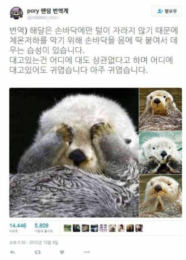 해달이 귀여운척 하는 이유 | 인스티즈