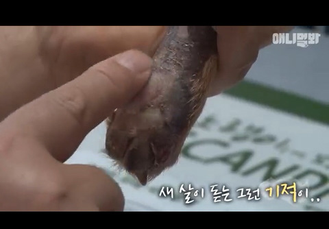 누가 고의로 불 질러 화상 입은 강아지 | 인스티즈