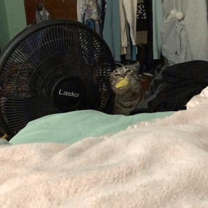 집사와 놀고 싶은 고양이 | 인스티즈