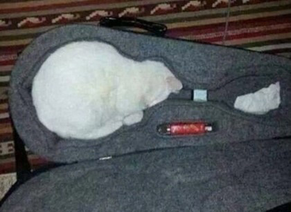 고양이 액체설.jpg | 인스티즈